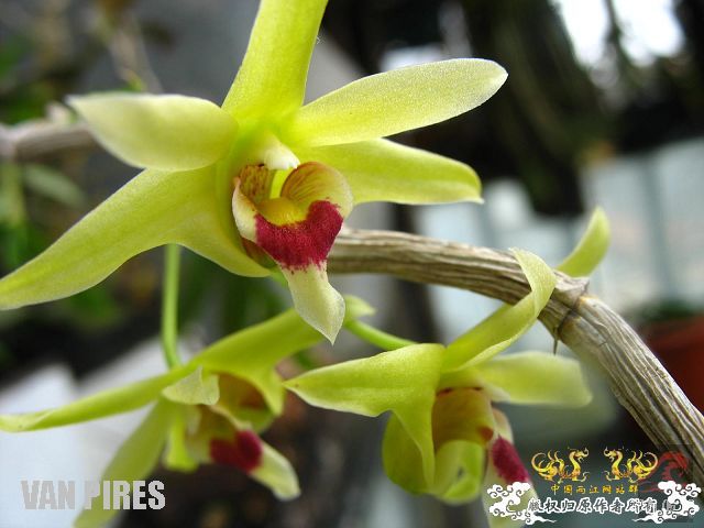 被吹出来炒出来的中华仙草－铁皮石斛