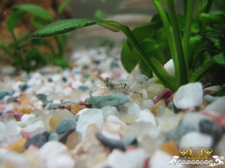 [求助]什么虾？？？？？？？？？？