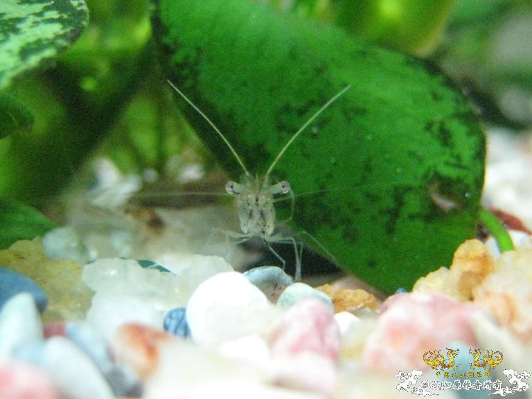 [求助]什么虾？？？？？？？？？？