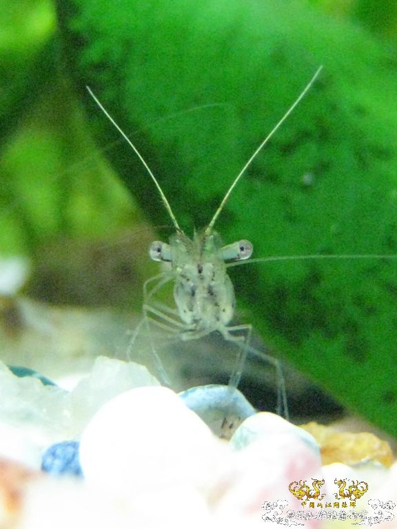 [求助]什么虾？？？？？？？？？？