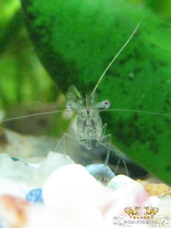 [求助]什么虾？？？？？？？？？？