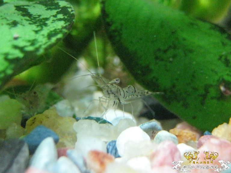 [求助]什么虾？？？？？？？？？？