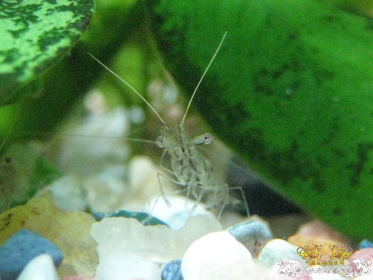 [求助]什么虾？？？？？？？？？？