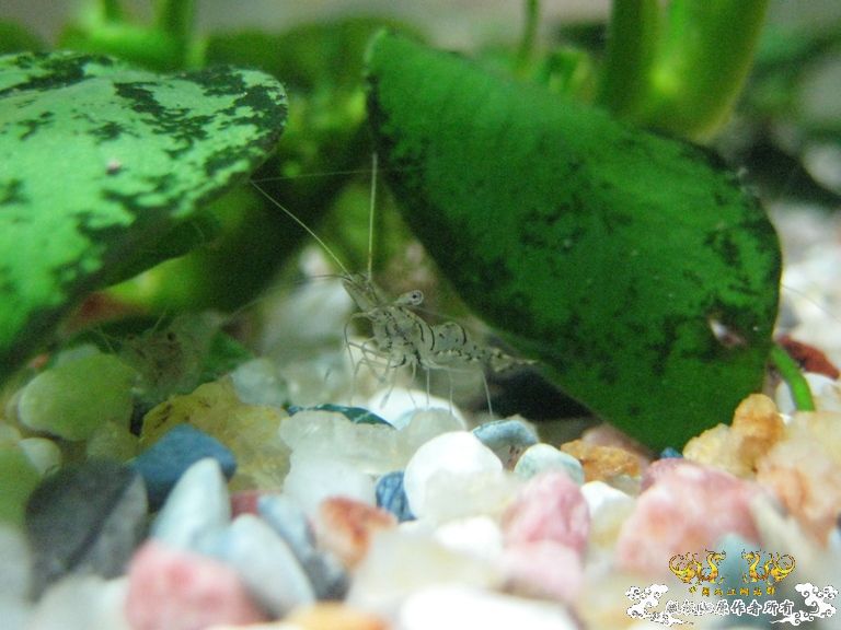 [求助]什么虾？？？？？？？？？？