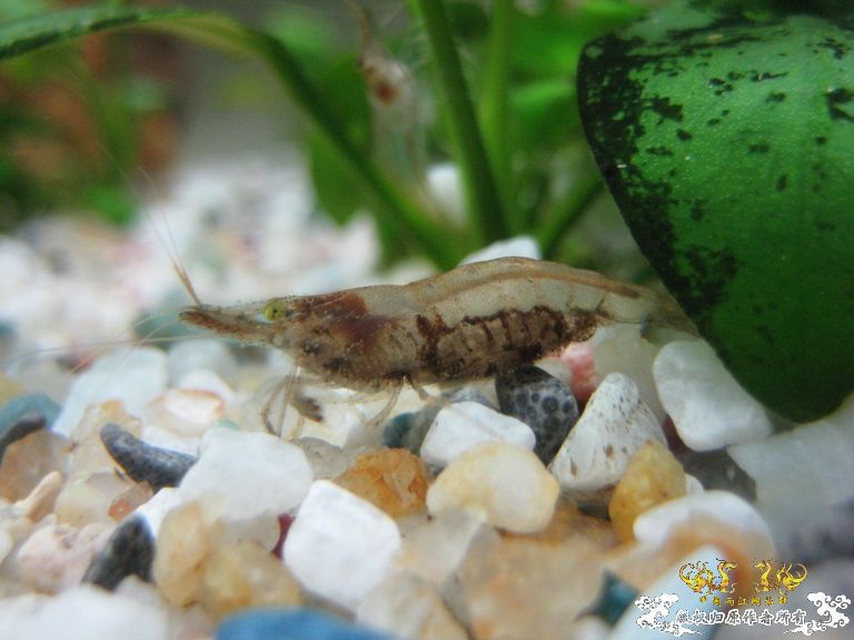 [灌水]眼睛都绿了~~~~~~~~~~~~~~~~~~~~~~~