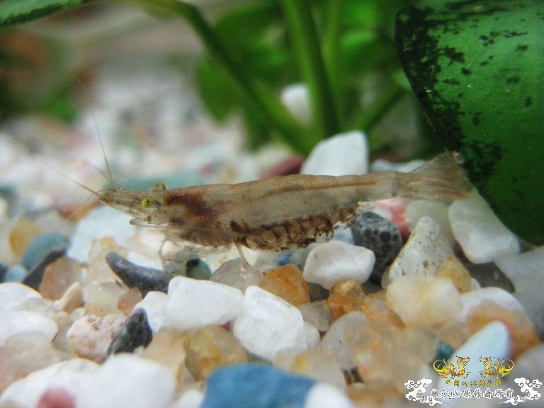 [灌水]眼睛都绿了~~~~~~~~~~~~~~~~~~~~~~~