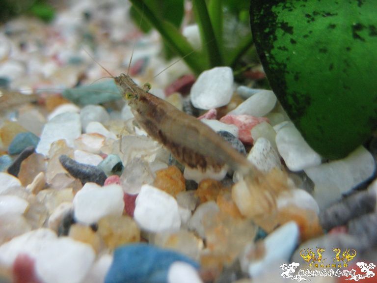 [灌水]眼睛都绿了~~~~~~~~~~~~~~~~~~~~~~~