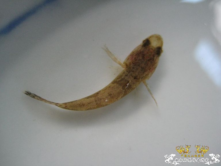 [灌水]什么鱼？？？？