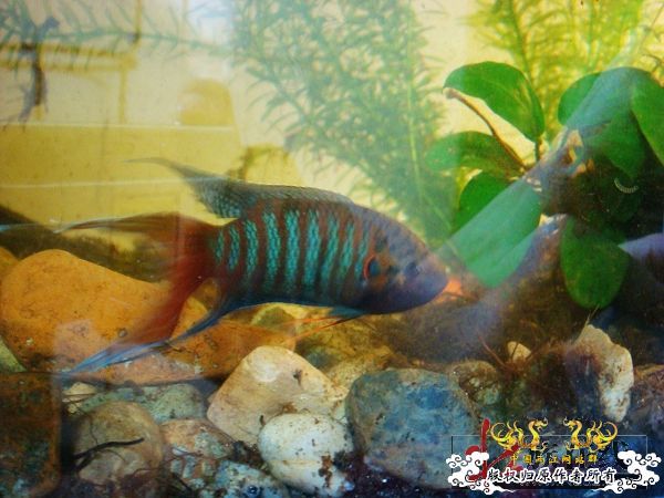 色彩的盛宴-壮家叉系列之壮家靖西叉“飞天”6月18日表现