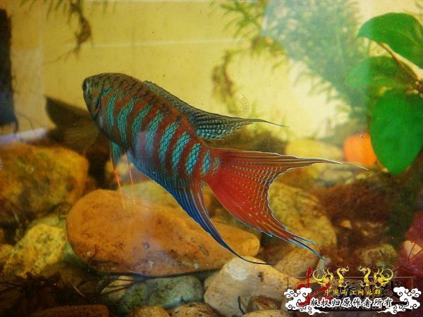 色彩的盛宴-壮家叉系列之壮家靖西叉“飞天”6月18日表现