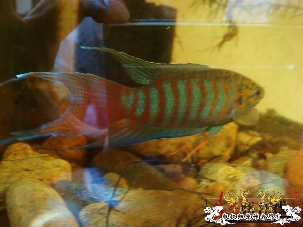 色彩的盛宴-壮家叉系列之壮家靖西叉“飞天”6月18日表现