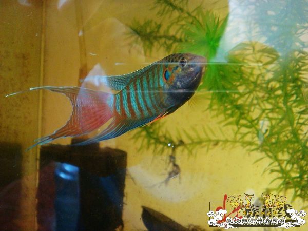 色彩的盛宴-壮家叉系列之壮家靖西叉“飞天”6月18日表现