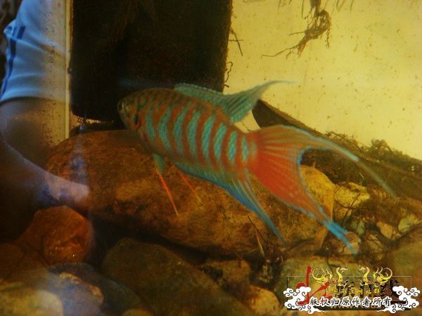 色彩的盛宴-壮家叉系列之壮家靖西叉“飞天”6月18日表现