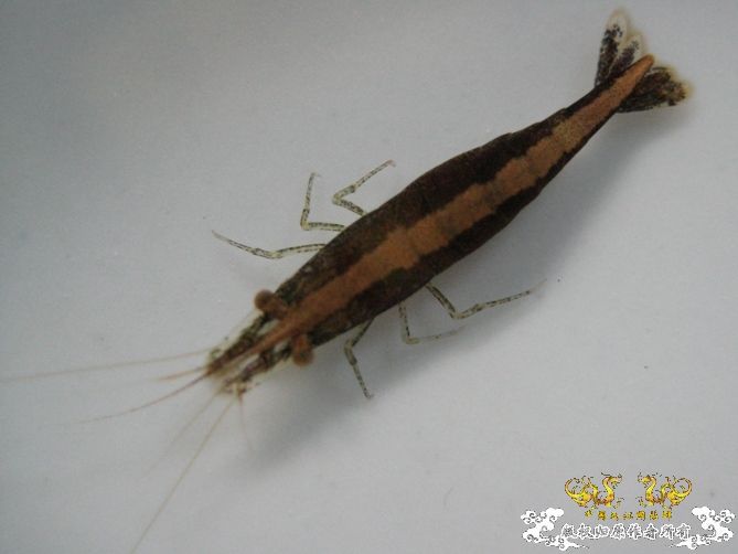 [灌水]红与蓝~~~~~~~~~~~~~~~~~~~~~~~