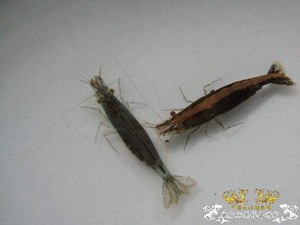 [灌水]红与蓝~~~~~~~~~~~~~~~~~~~~~~~