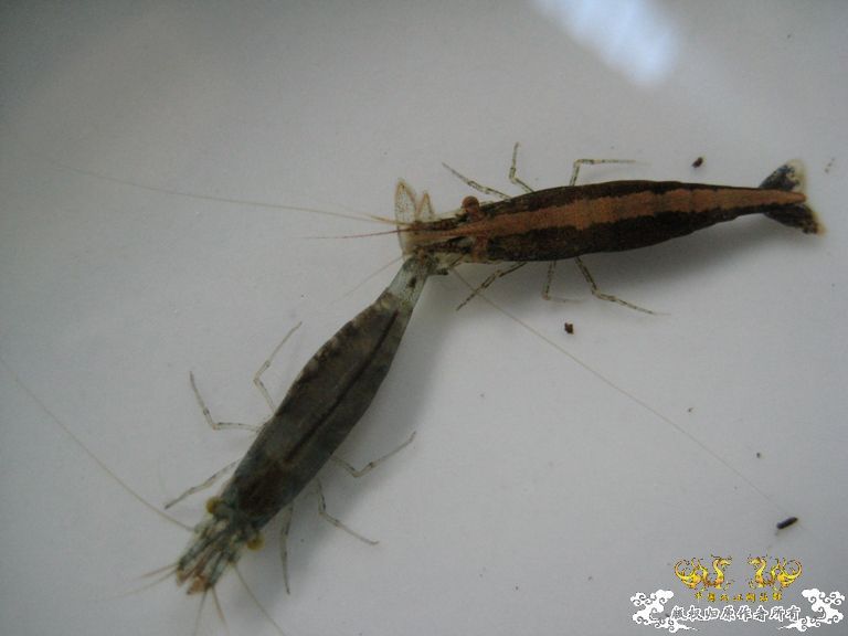 [灌水]红与蓝~~~~~~~~~~~~~~~~~~~~~~~