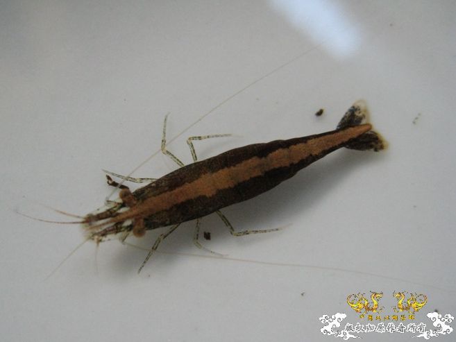 [灌水]红与蓝~~~~~~~~~~~~~~~~~~~~~~~