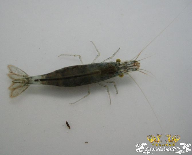 [灌水]红与蓝~~~~~~~~~~~~~~~~~~~~~~~