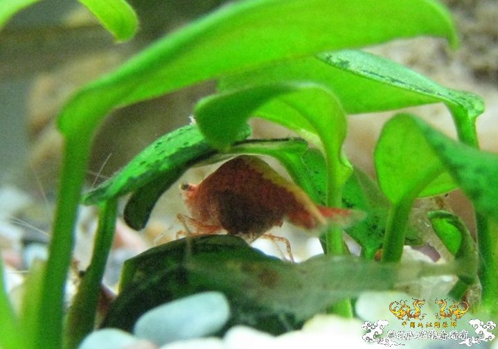 [灌水]红与蓝~~~~~~~~~~~~~~~~~~~~~~~