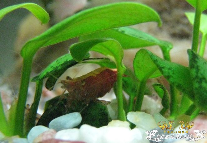 [灌水]红与蓝~~~~~~~~~~~~~~~~~~~~~~~