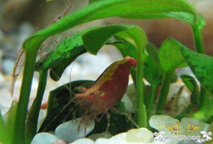 [灌水]红与蓝~~~~~~~~~~~~~~~~~~~~~~~