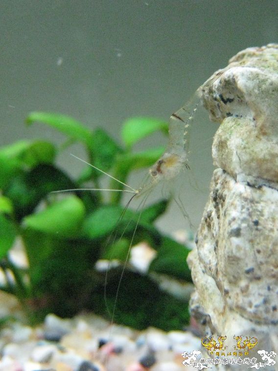 [灌水]悬崖体操~~~~~~~~~~~~~~~~~~~~~~