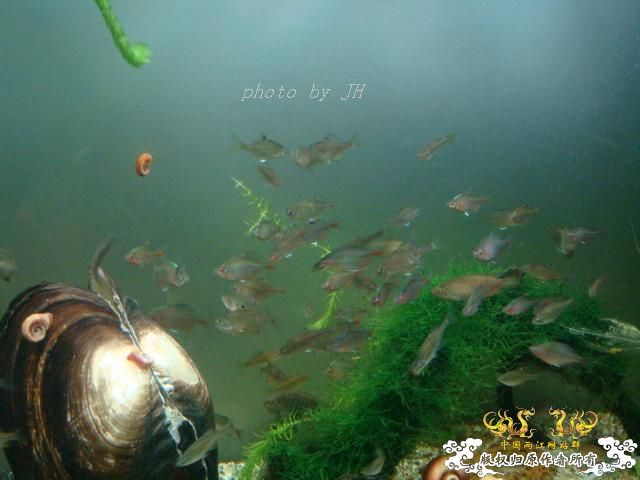 [原创]流动的画