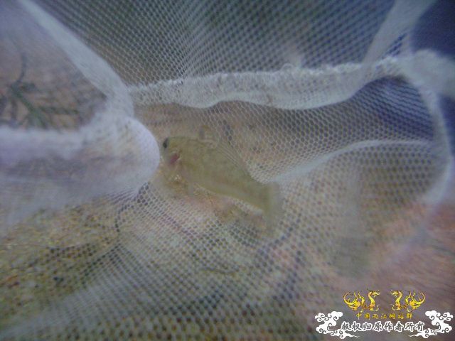 认鱼咯