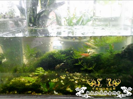 [原创]我阳台上的小虾缸，嘿嘿！