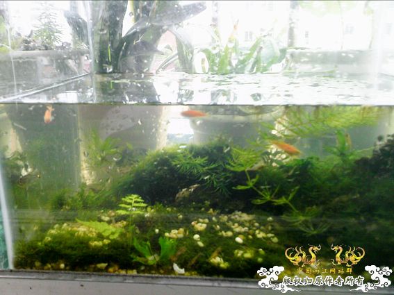[原创]我阳台上的小虾缸，嘿嘿！