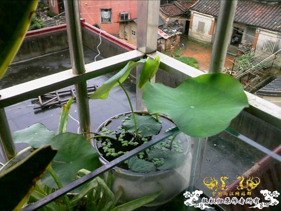 [原创]我阳台上的小虾缸，嘿嘿！