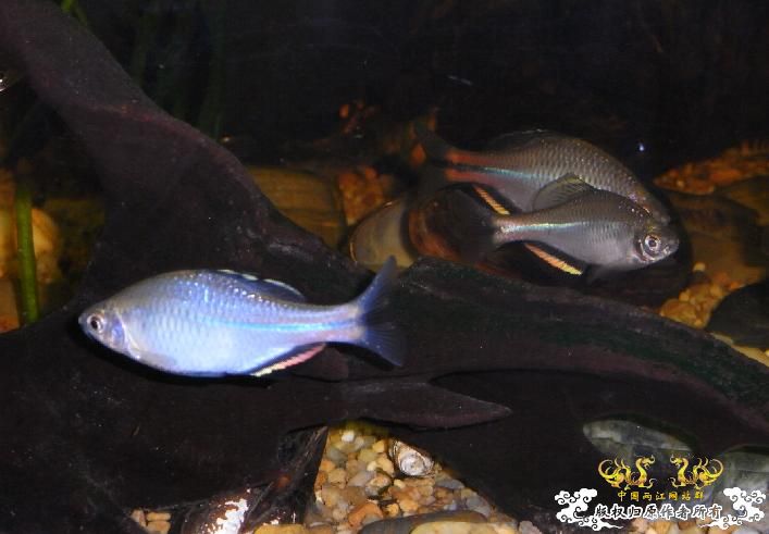 为了革条`开了个新缸`