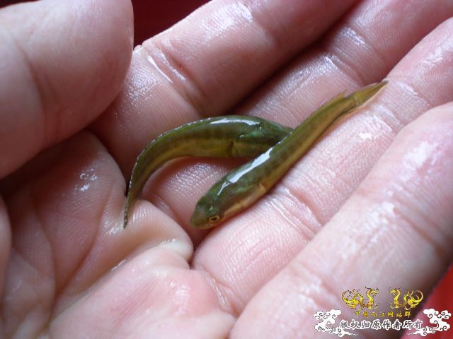 换鱼或者是送鱼。。哈哈