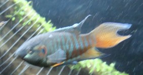 展示我们湖北的风采！要求创建湖北板块！