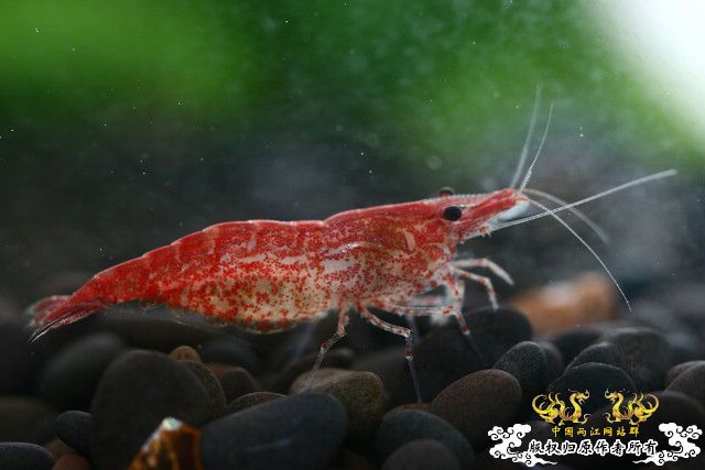 极品红虾（多图）！