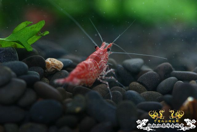 极品红虾（多图）！