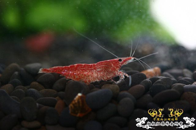 极品红虾（多图）！