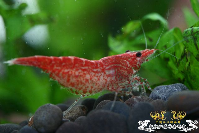 极品红虾（多图）！