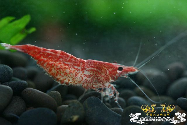 极品红虾（多图）！