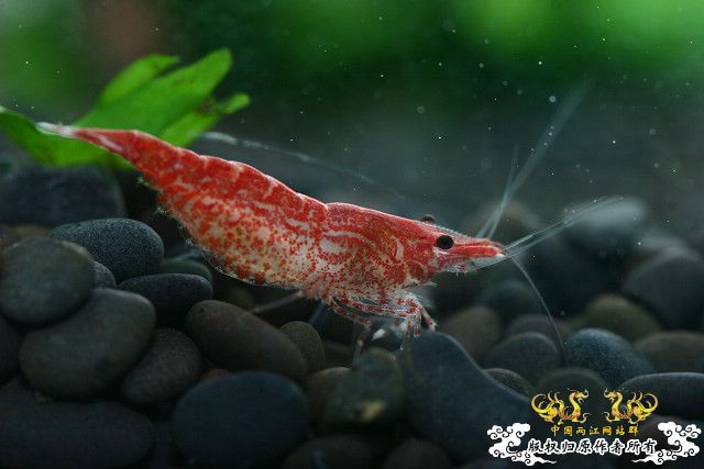 极品红虾（多图）！