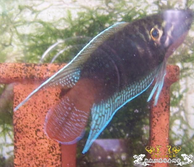 培养中的圆(6月27日增加新图2P)