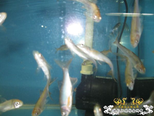 认鱼，不认识，觉得是旁皮就买下了`