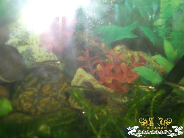 人工繁殖的马口居然长大了！