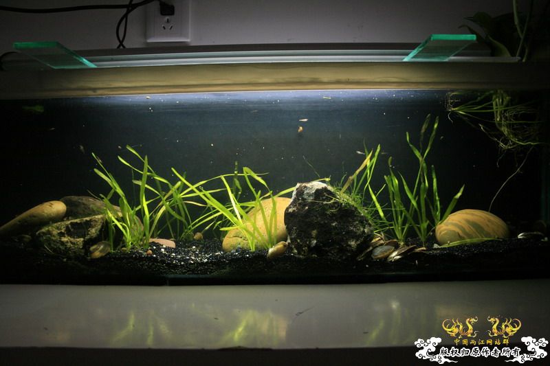 只造流，无过滤蚌缸