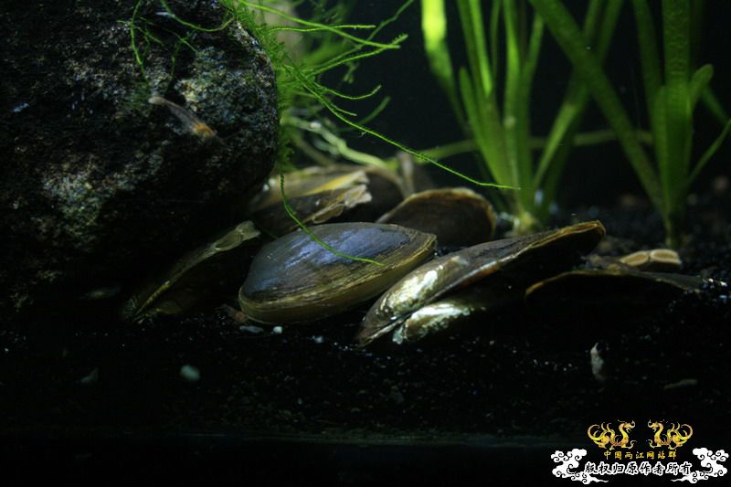 只造流，无过滤蚌缸