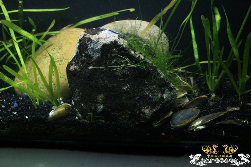 只造流，无过滤蚌缸