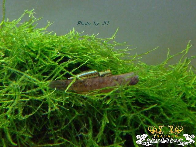 [原创]绿草如茵