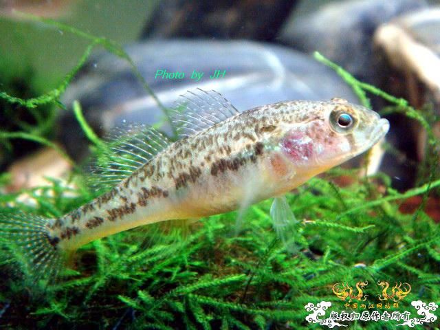 [原创]绿草如茵