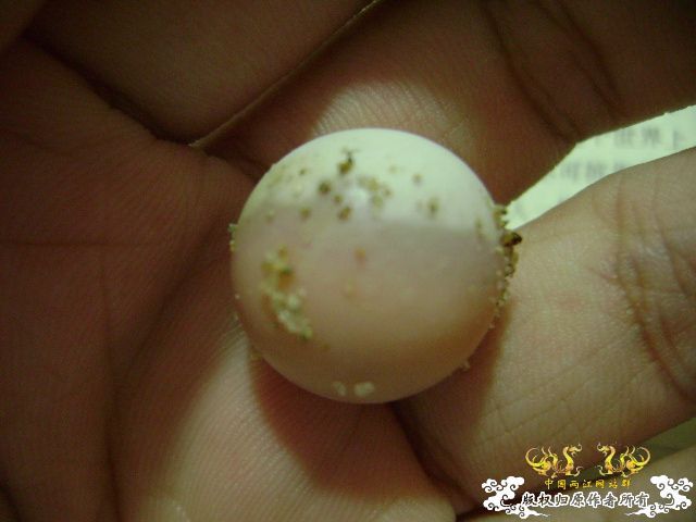 鳖蛋满月