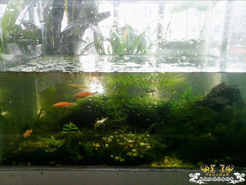 阳台上的小缸及碗莲